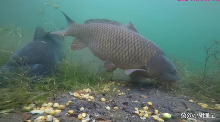 2 Cách Cân Phao Câu Cá Chép Hồ Dịch Vụ Hiệu Quả Nhất