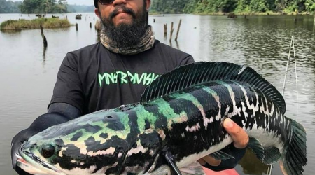 Mồi Câu Lure Cá Lóc Nhạy Nhất