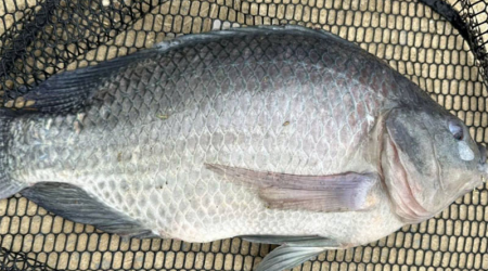 Cách Làm Mồi Câu Rô Phi Hồ Dịch Vụ Siêu Nhạy