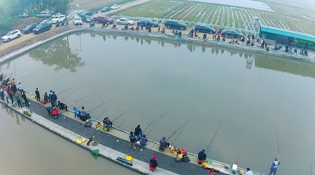 Bốn Bí Quyết Câu Cá Chép Hồ Dịch Vụ – Cần Thủ Nên Học Ngay