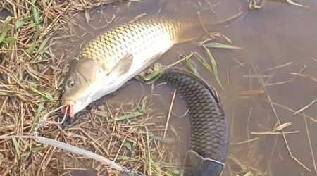 Bí Quyết Câu Cá Chép Sông Bằng Cần Tay Hiệu Quả: Kinh Nghiệm Thực Chiến