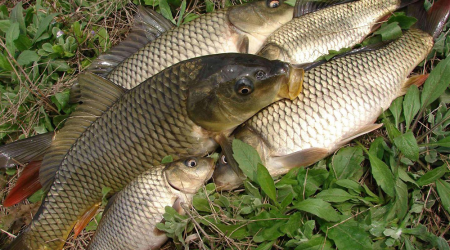 Kinh nghiệm câu cá chép hồ dịch vụ