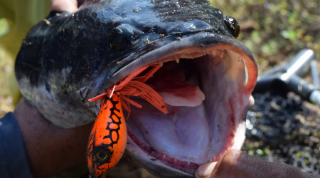 Bí Kíp Điều Khiển Mồi Lure: 4 Kỹ Thuật Thu Dây Kinh Điển