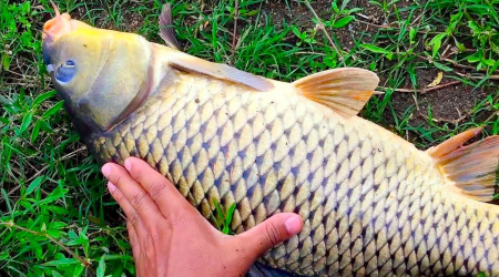 Top 5 Mồi Câu Cá Chép Siêu Nhạy