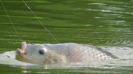 Cách Chỉnh Phao Câu Rô Phi Hiệu Quả Nhất