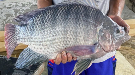 Kinh Nghiệm Câu Rô Phi Hồ Dịch Vụ: Từ A đến Z  