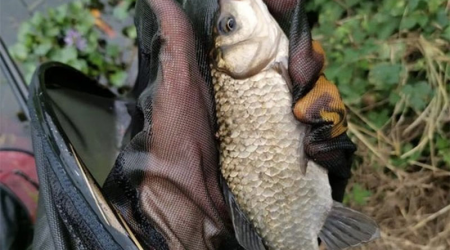 Thời Điểm Tốt Nhất Để Câu Cá Chép Và Cá Diếc